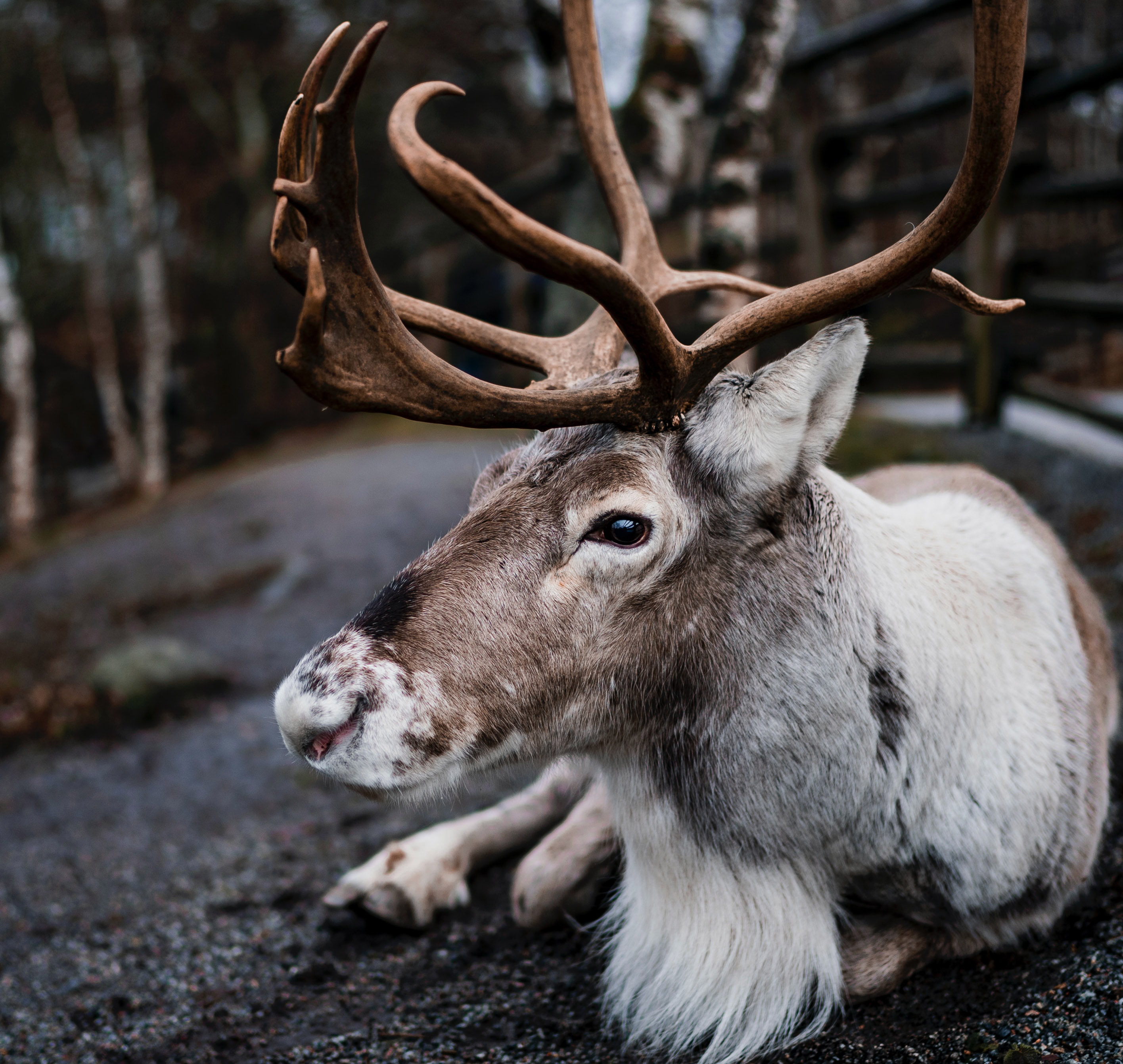 Somerset Reindeer Ranch Magical Christmas Experience - Southfork Caravan Park - SuperUser Account